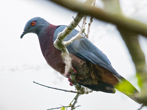 Baker's Imperial-Pigeon - Dubi Shapiro