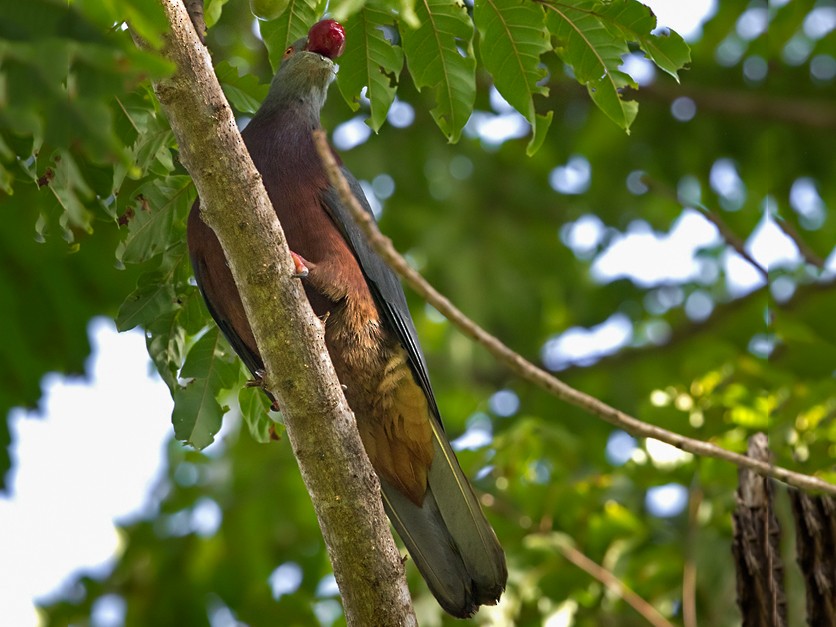 Baker's Imperial-Pigeon - Lars Petersson