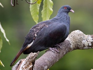  - New Caledonian Imperial-Pigeon