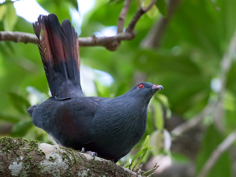 New Caledonian Imperial-Pigeon - Lars Petersson
