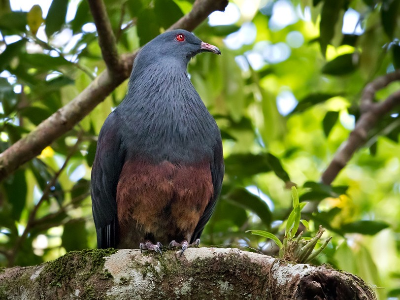 New Caledonian Imperial-Pigeon - Lars Petersson
