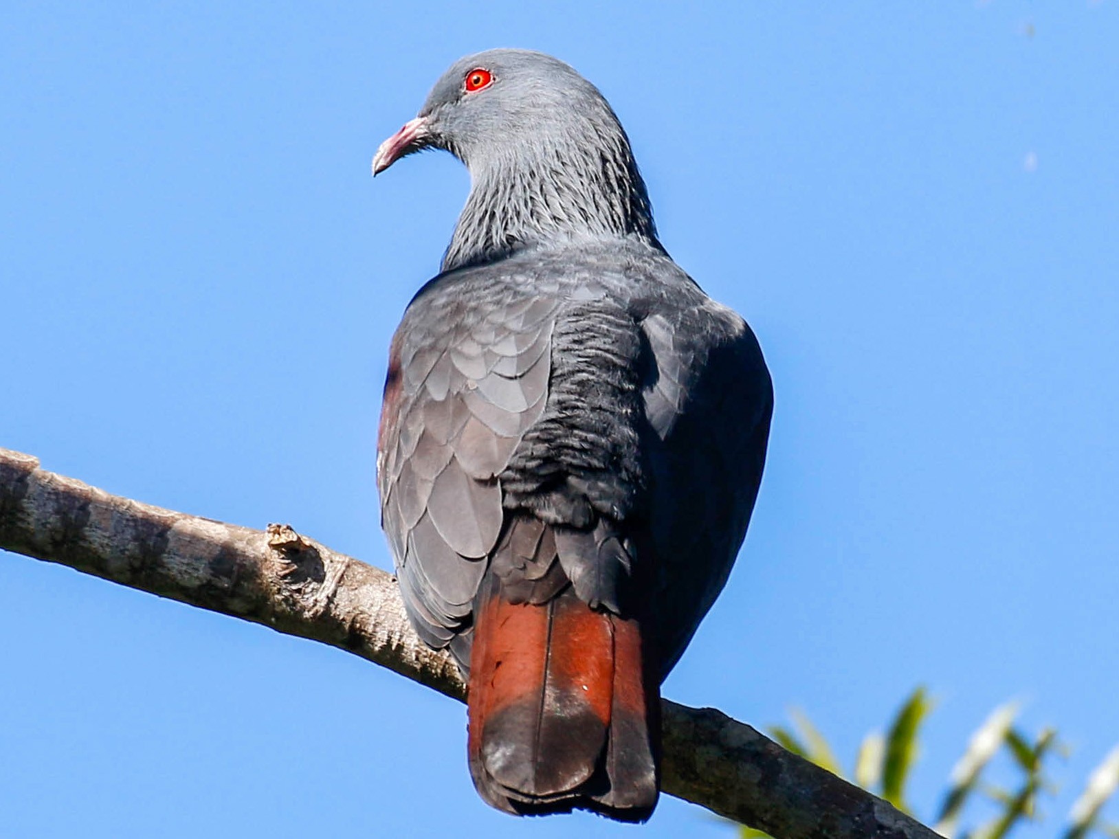 New Caledonian Imperial-Pigeon - Tom Driscoll