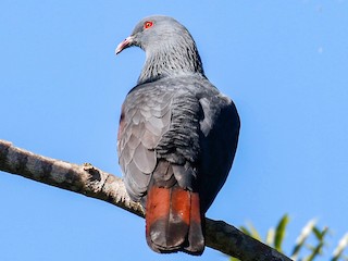  - New Caledonian Imperial-Pigeon