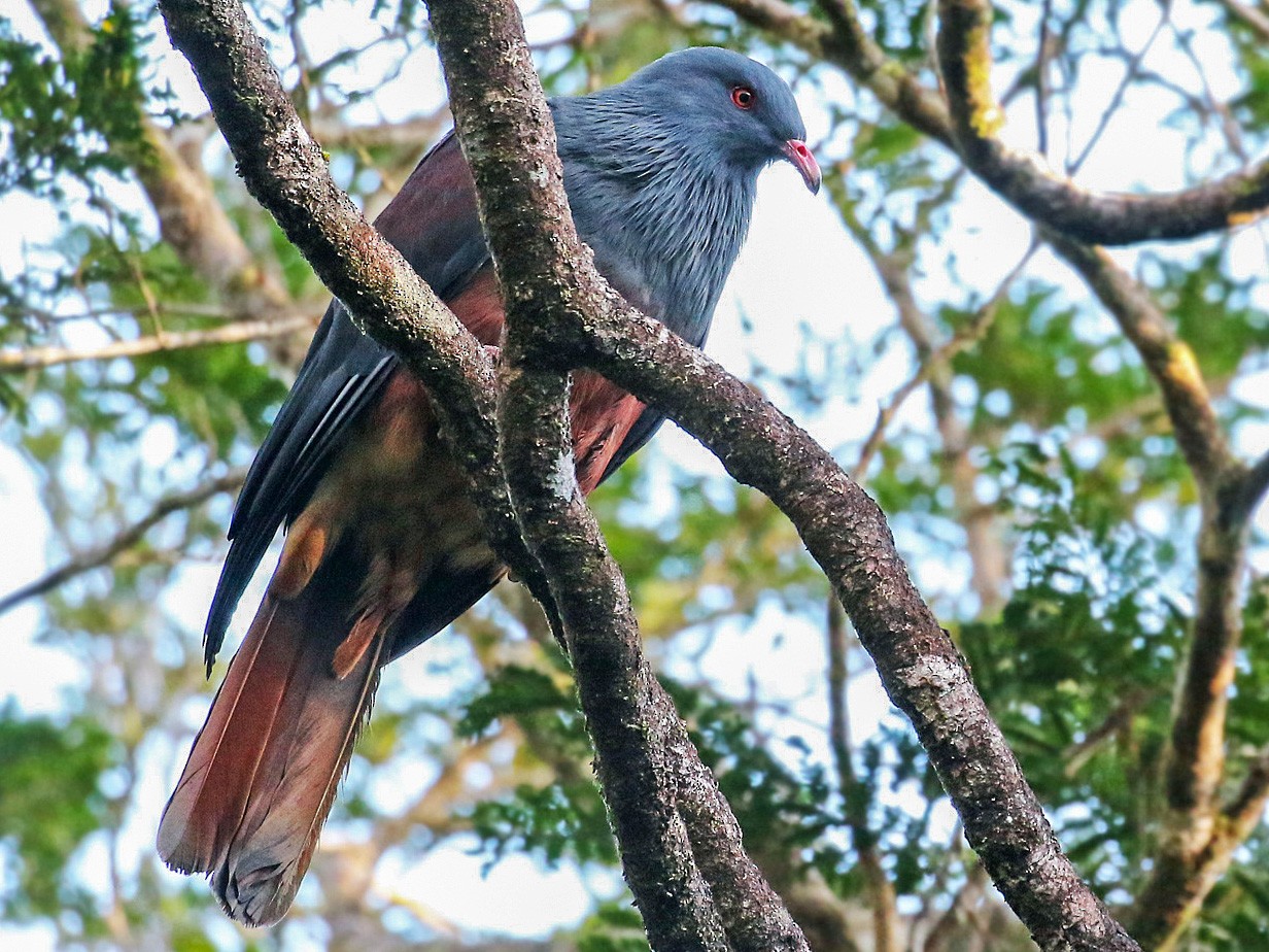New Caledonian Imperial-Pigeon - Andrew Spencer