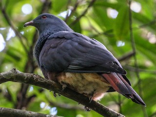  - New Caledonian Imperial-Pigeon
