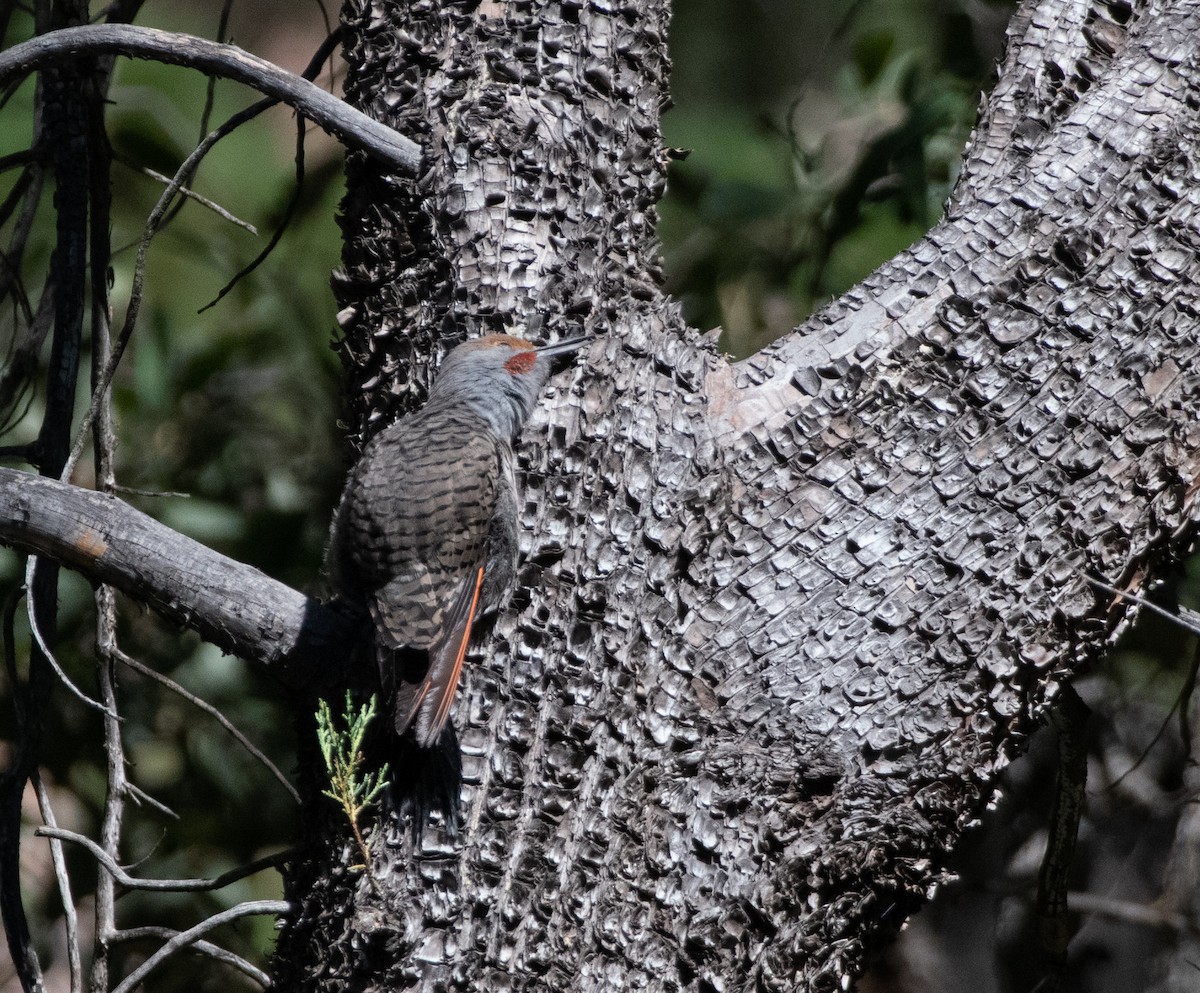 Northern Flicker (Red-shafted) - ML344084061