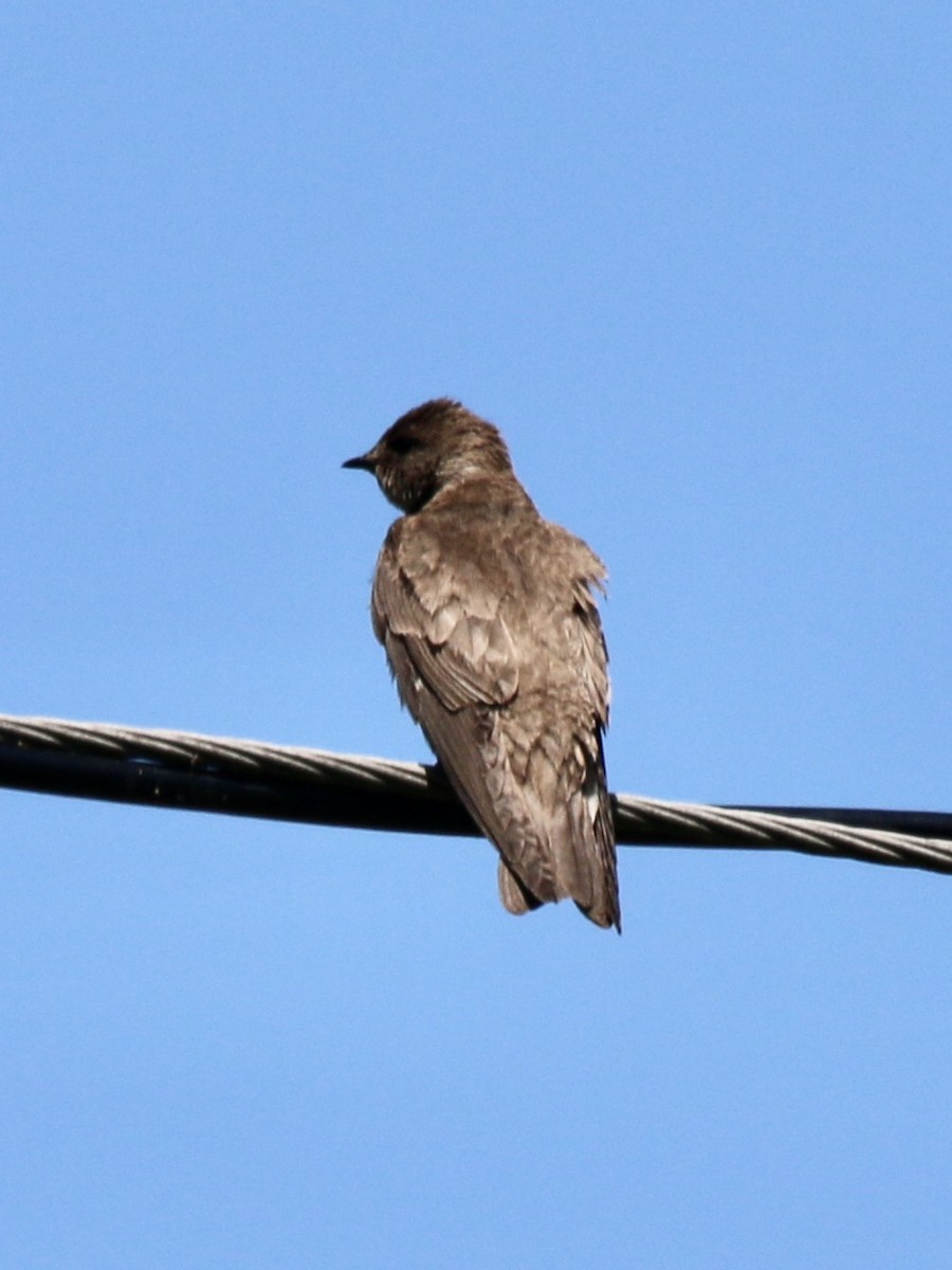 Northern Rough-winged Swallow - ML344084311