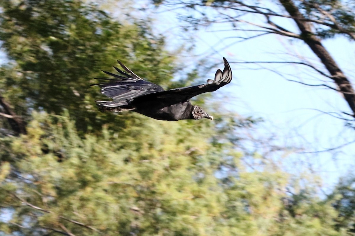 Black Vulture - Lindsay Story