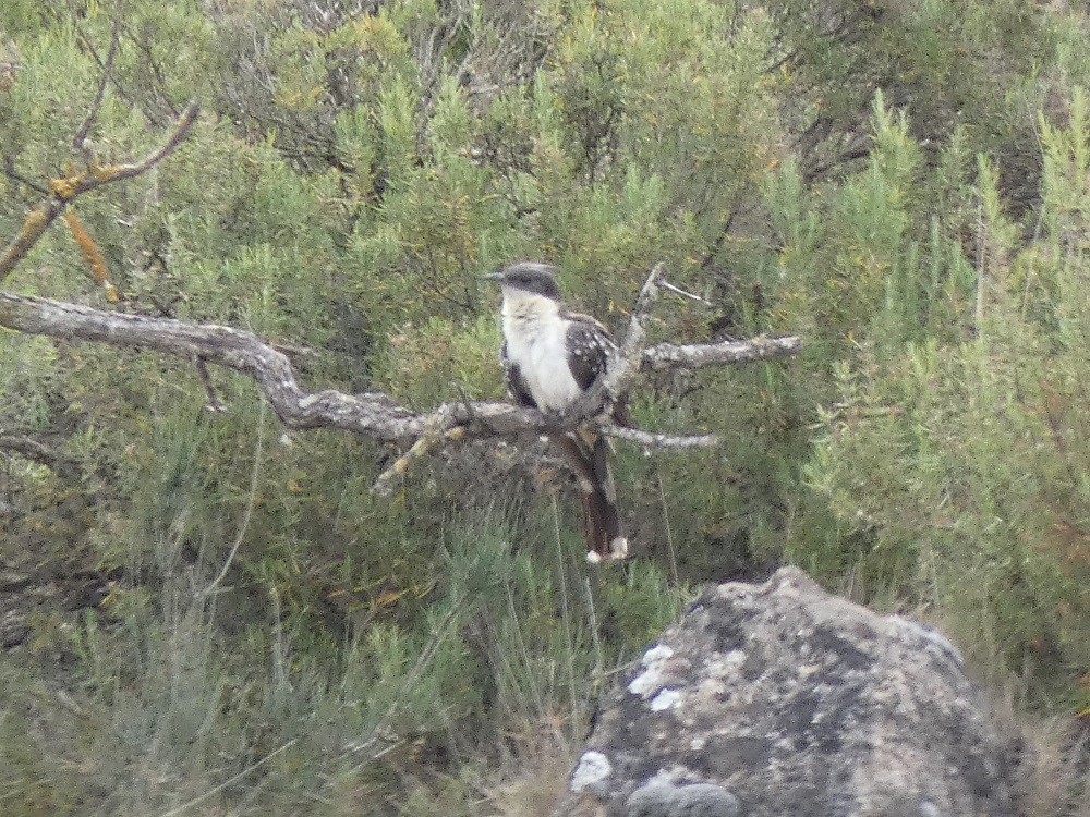 Great Spotted Cuckoo - Vicente Tamarit Garcerá