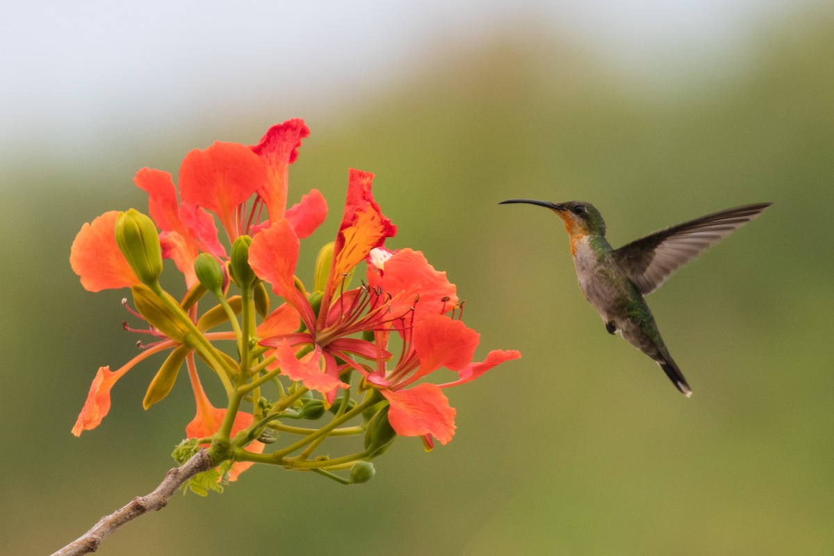 kolibřík hispaniolský - ML344101691