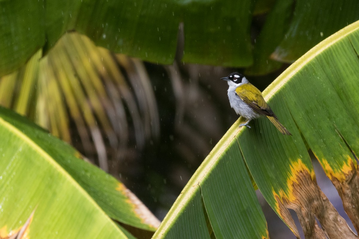 Black-crowned Palm-Tanager - ML344102491