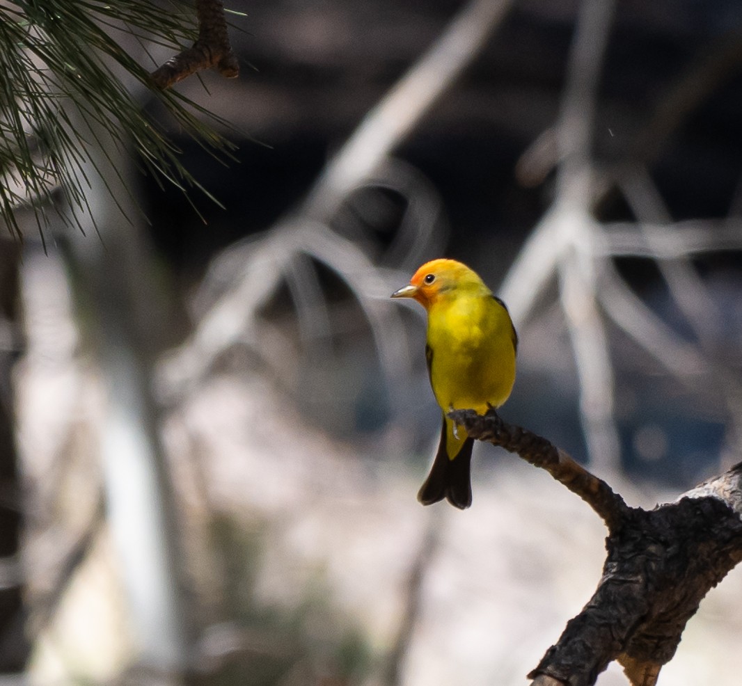Western Tanager - ML344106391