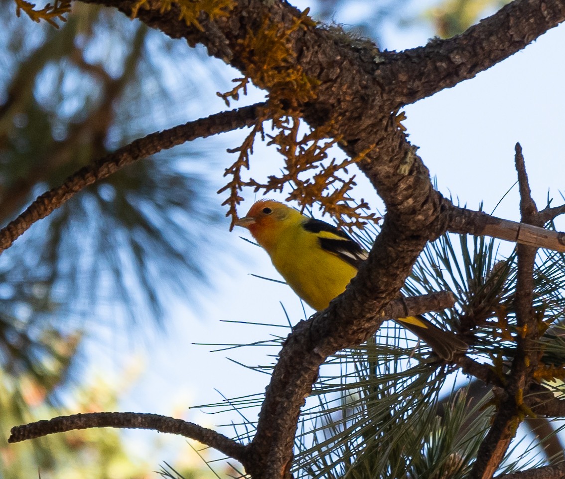 Western Tanager - ML344106401