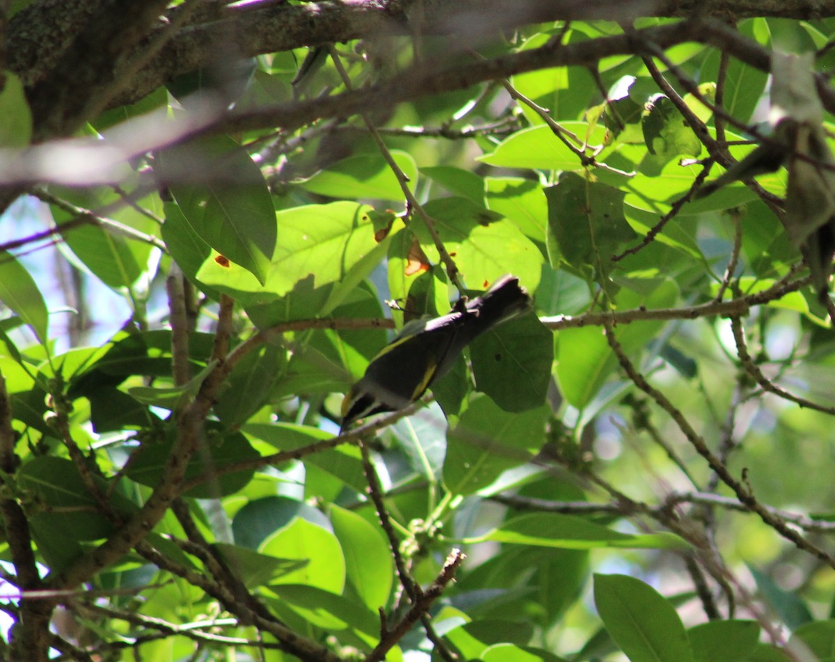 Golden-winged Warbler - monte stickel