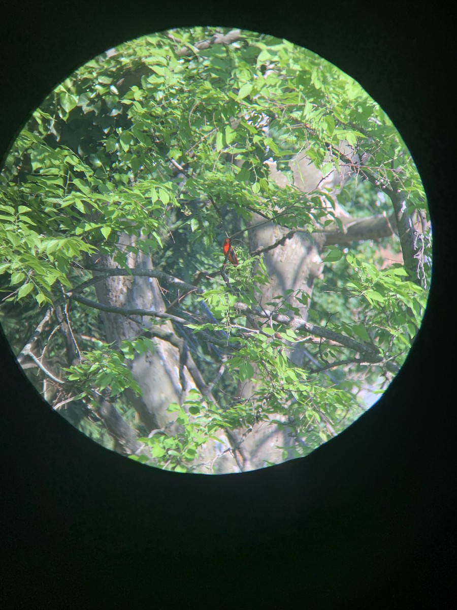 Scarlet Tanager - ML344111731