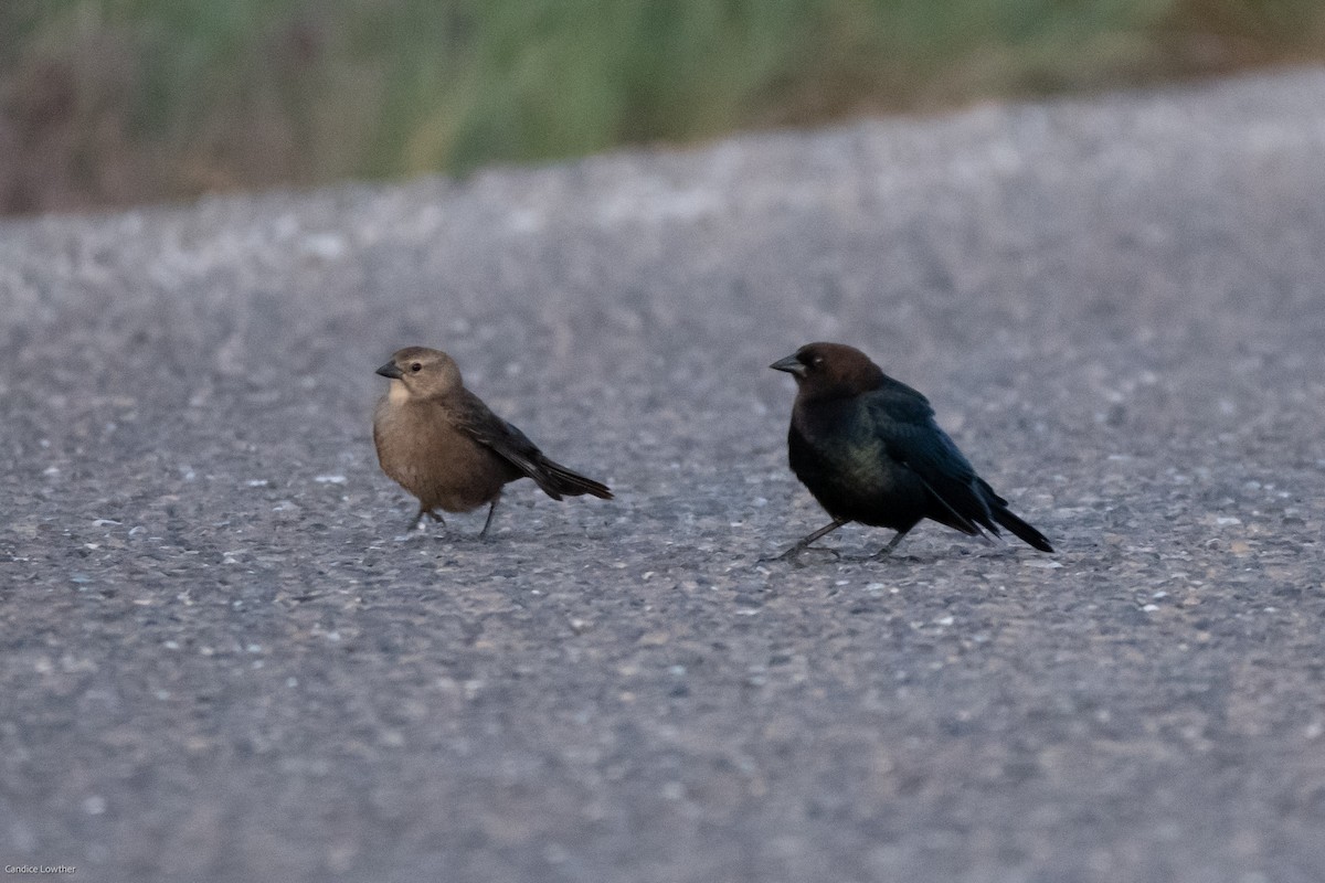 Brown-headed Cowbird - Candice Lowther
