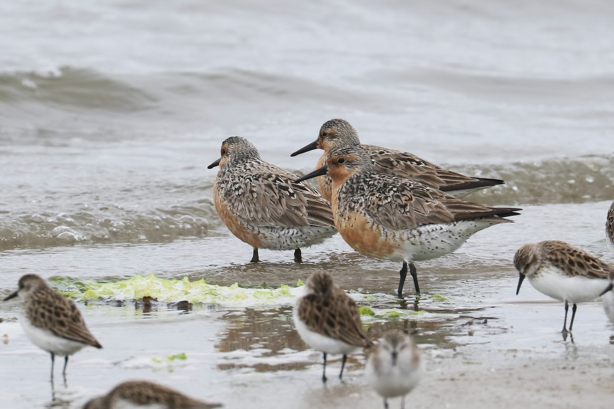 Red Knot - ML344118401