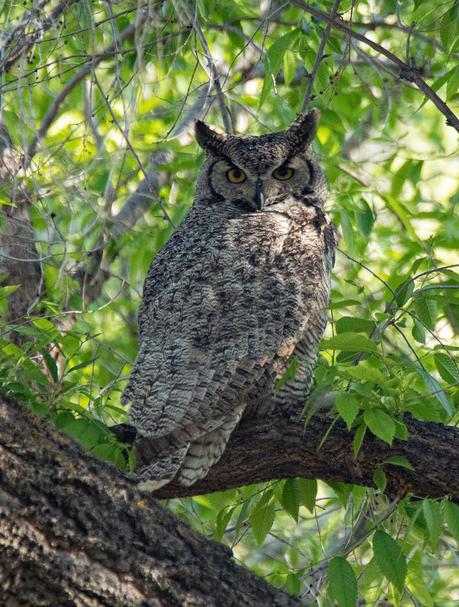 Great Horned Owl - ML344123431