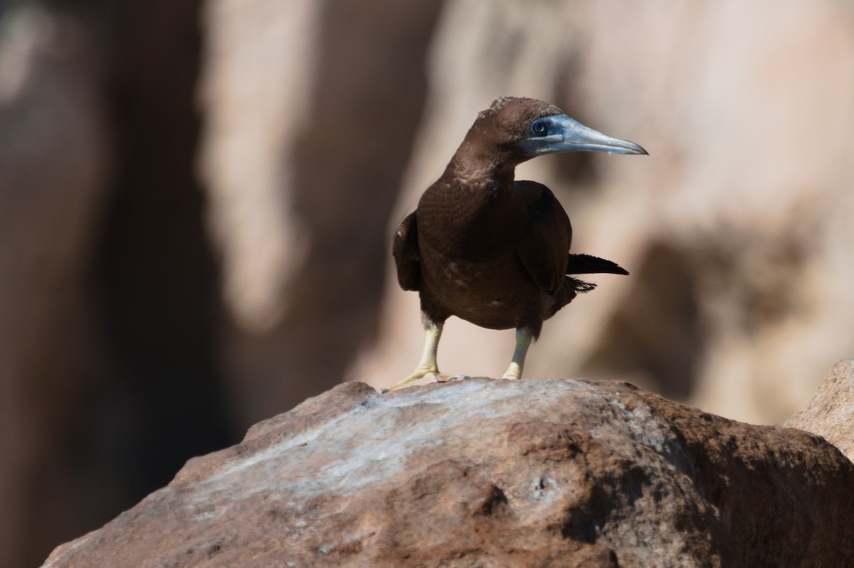 Brown Booby - ML344137021