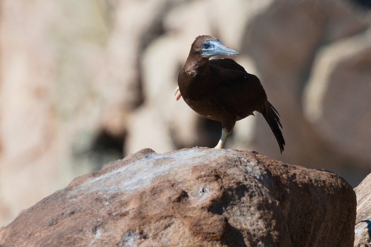 Brown Booby - ML344137051