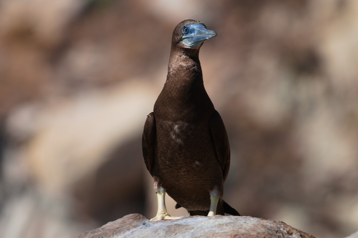 Brown Booby - ML344137061
