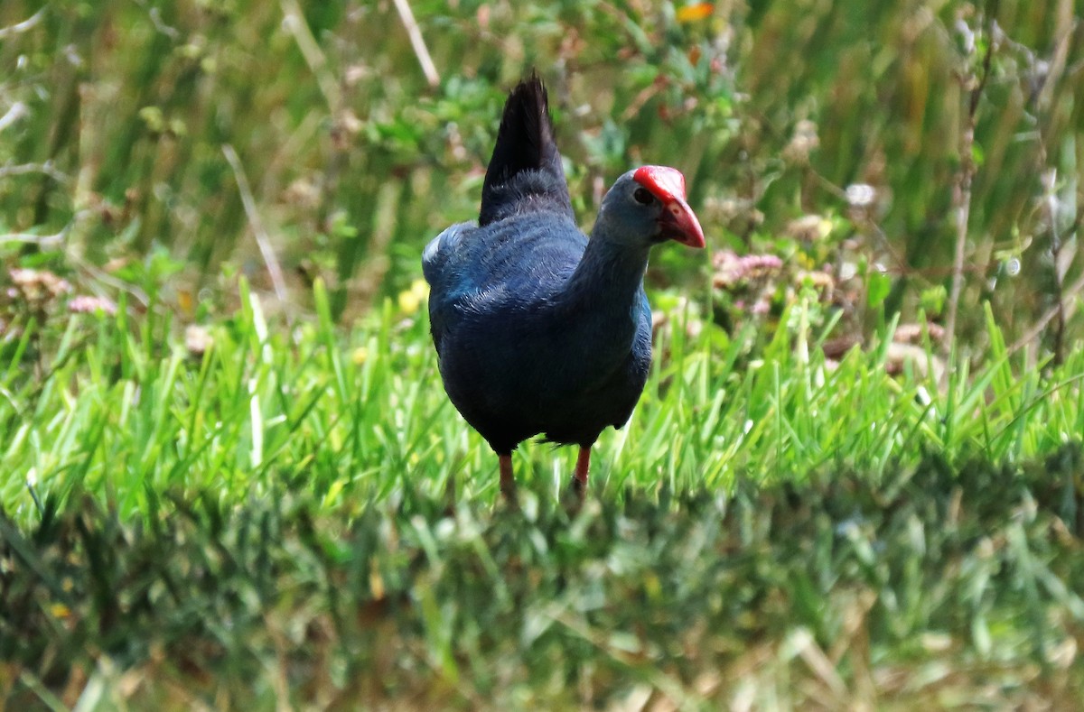 Gray-headed Swamphen - Anne Mytych
