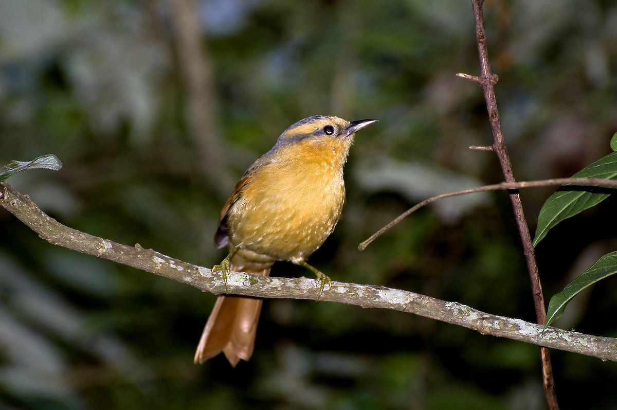 Buff-fronted Foliage-gleaner - Marcos Eugênio Birding Guide