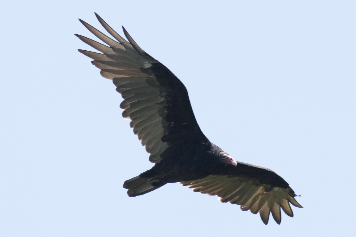 Turkey Vulture - ML34414821