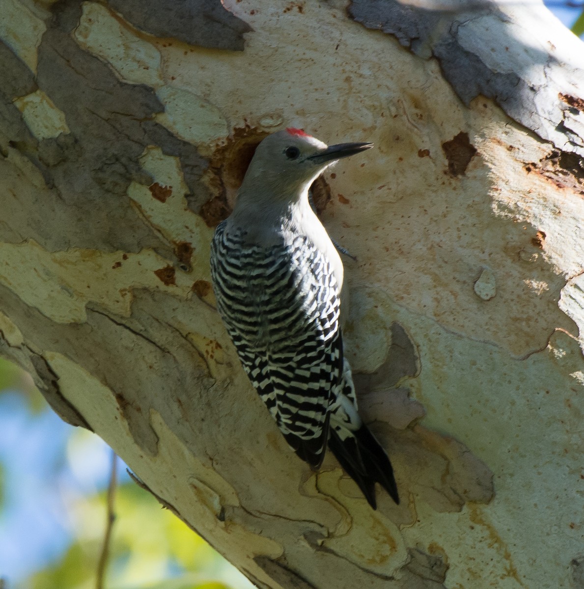 Gila Woodpecker - ML34414951