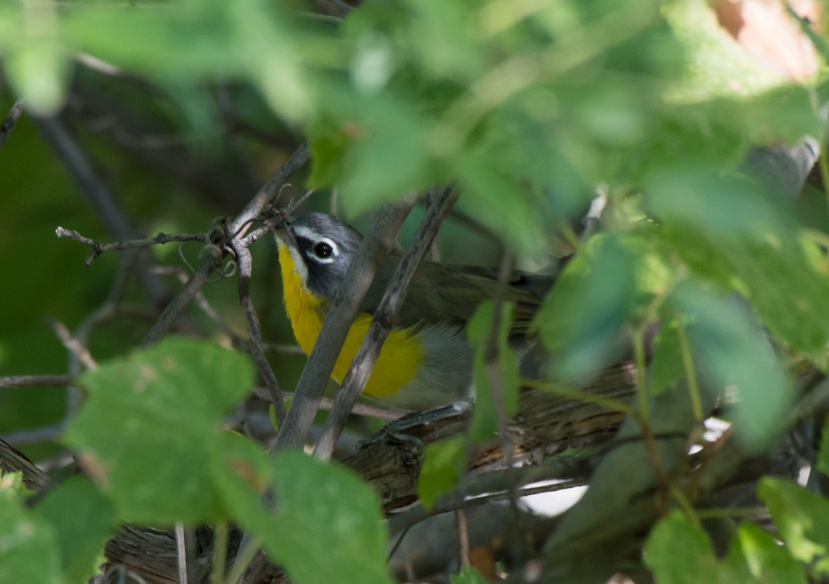 Yellow-breasted Chat - ML34415231