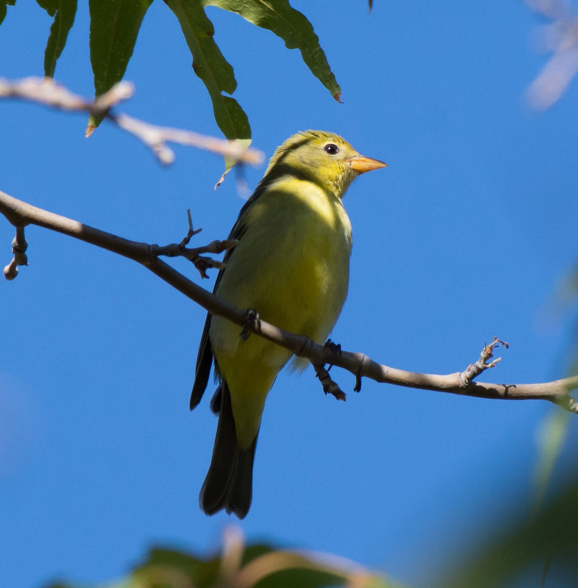Western Tanager - ML34415251