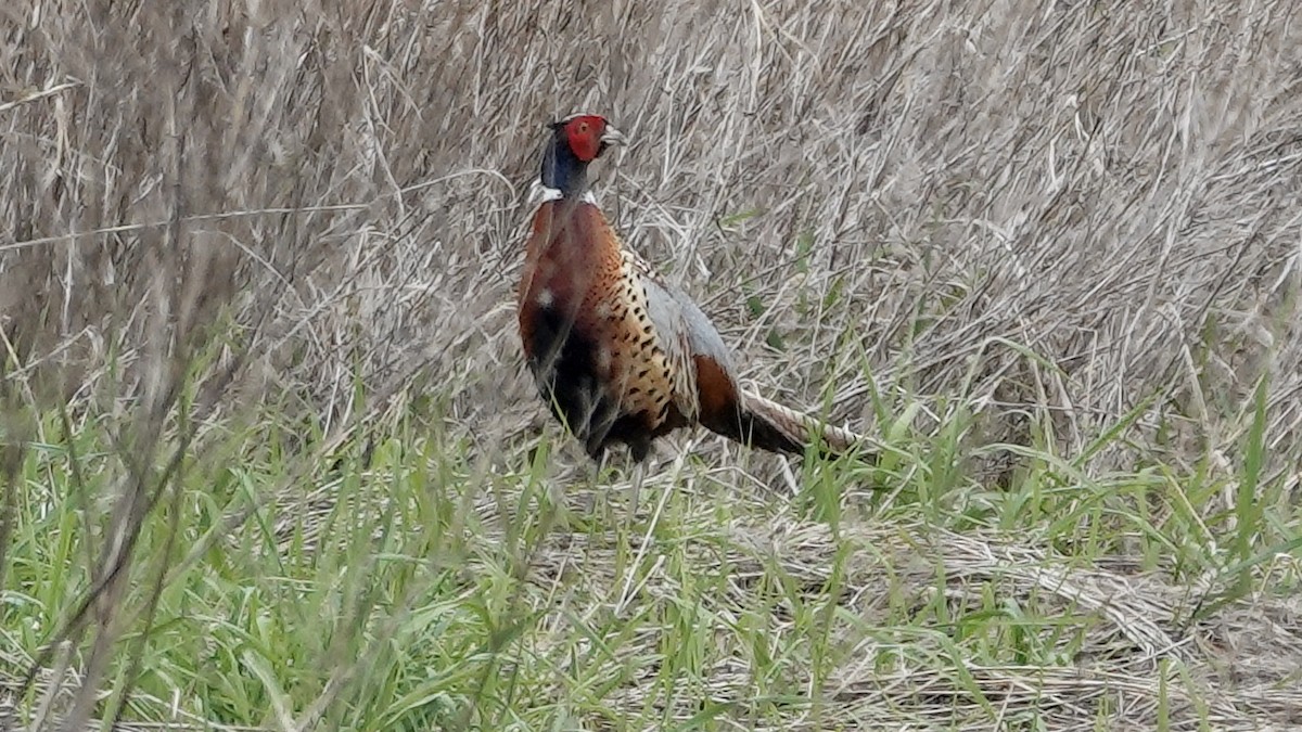 Ring-necked Pheasant - ML344152551