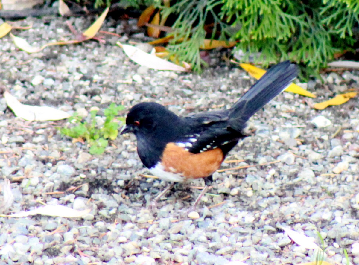 Spotted Towhee - ML344155201