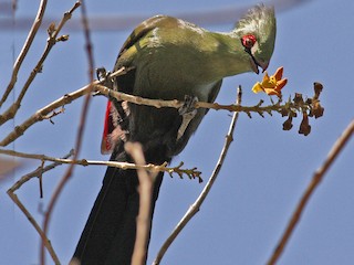 Adult (Buffon's) - Frans Vandewalle - ML344164811