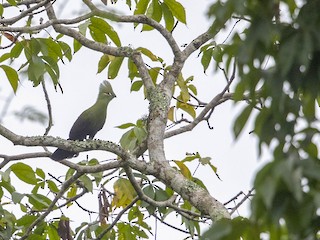 นกเต็มวัย (Guinea) - Niall D Perrins - ML344164831