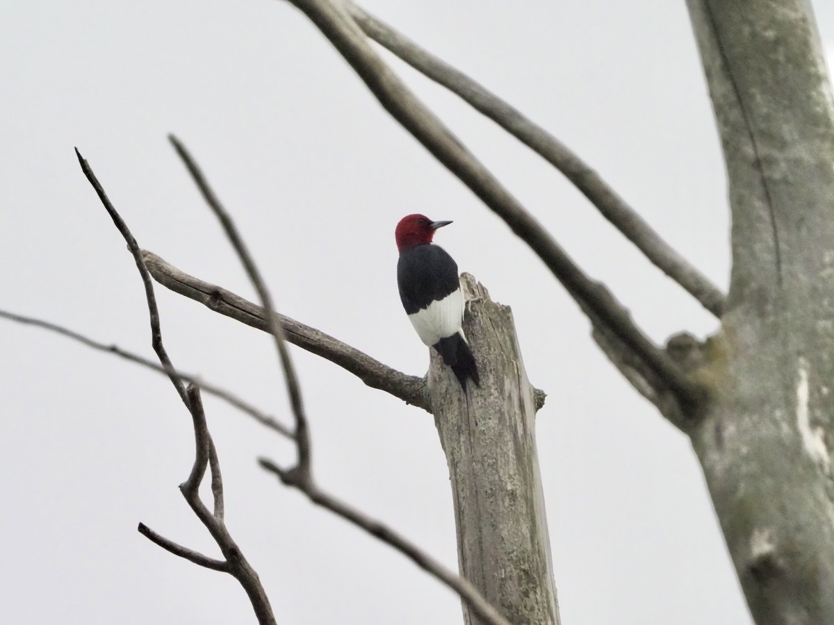 Red-headed Woodpecker - David Zook