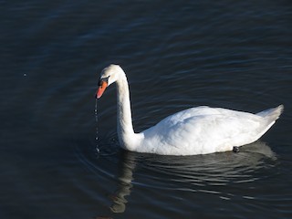 Mute Swan, ML344172531