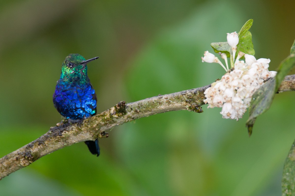 Violet-bellied Hummingbird - Robert Lewis