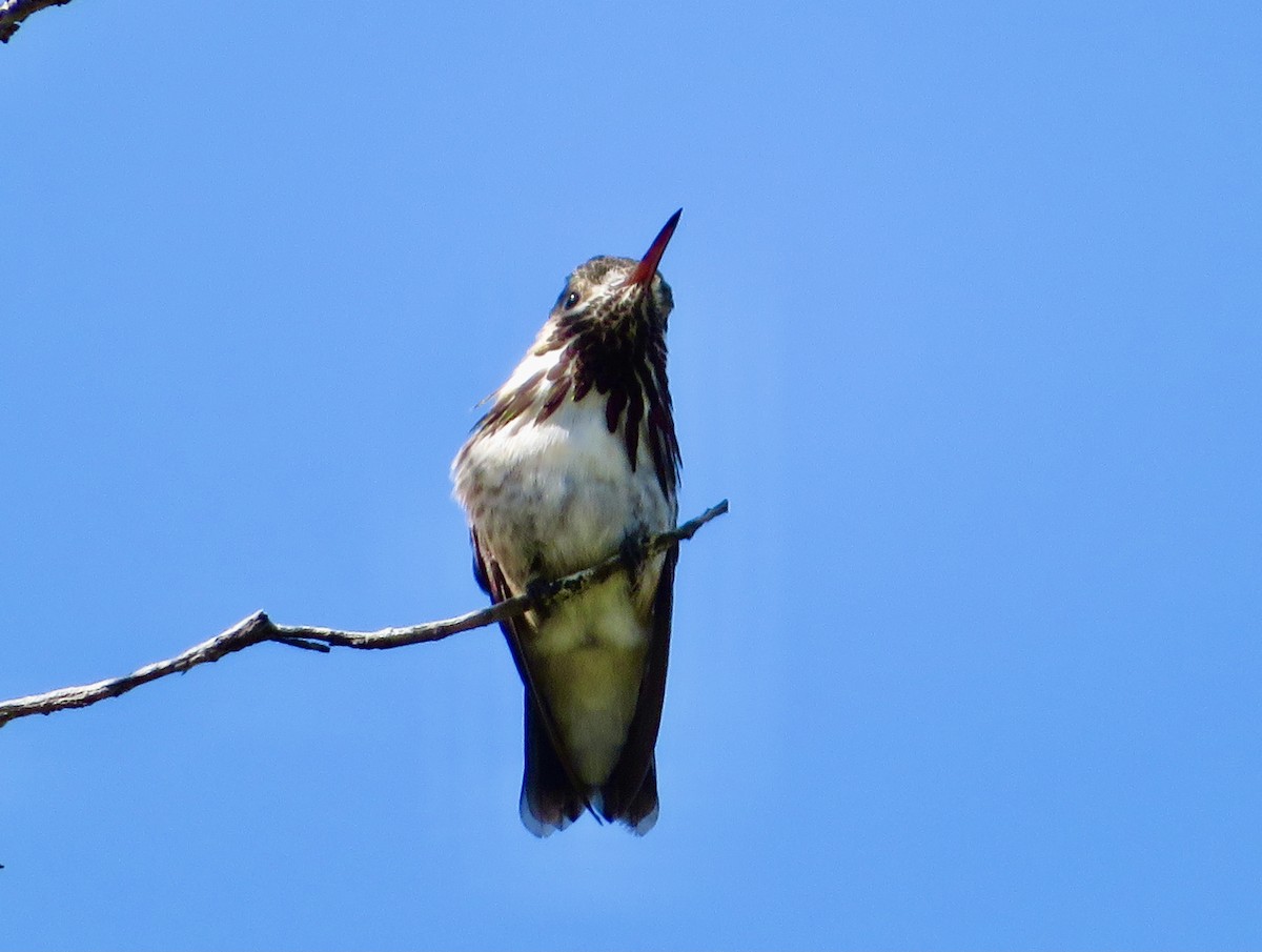 Calliope Hummingbird - ML344183271