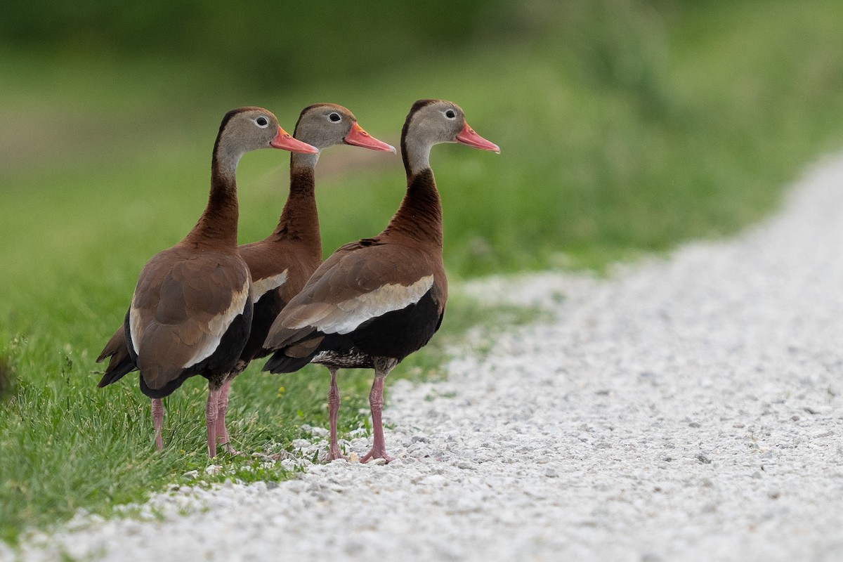 Black-bellied Whistling-Duck - Heather Mall