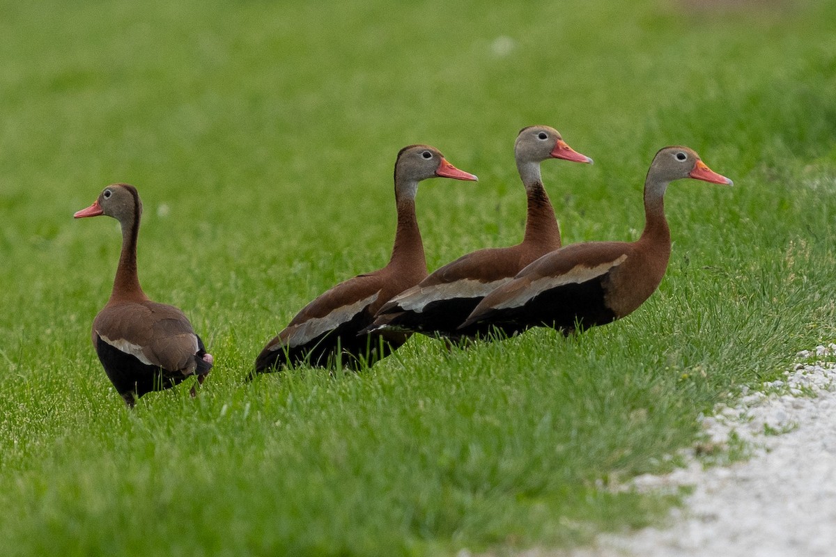Black-bellied Whistling-Duck - Heather Mall