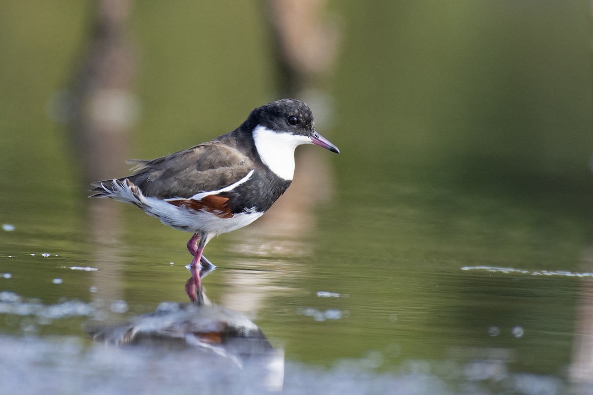 Red-kneed Dotterel - ML344194781
