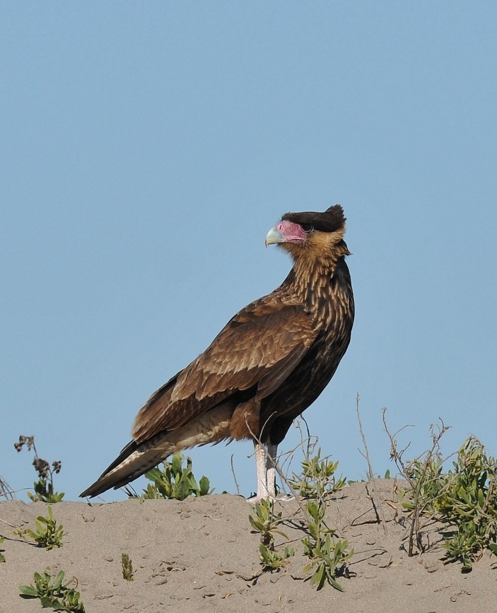 Crested Caracara (Southern) - Philippe DANDOIS