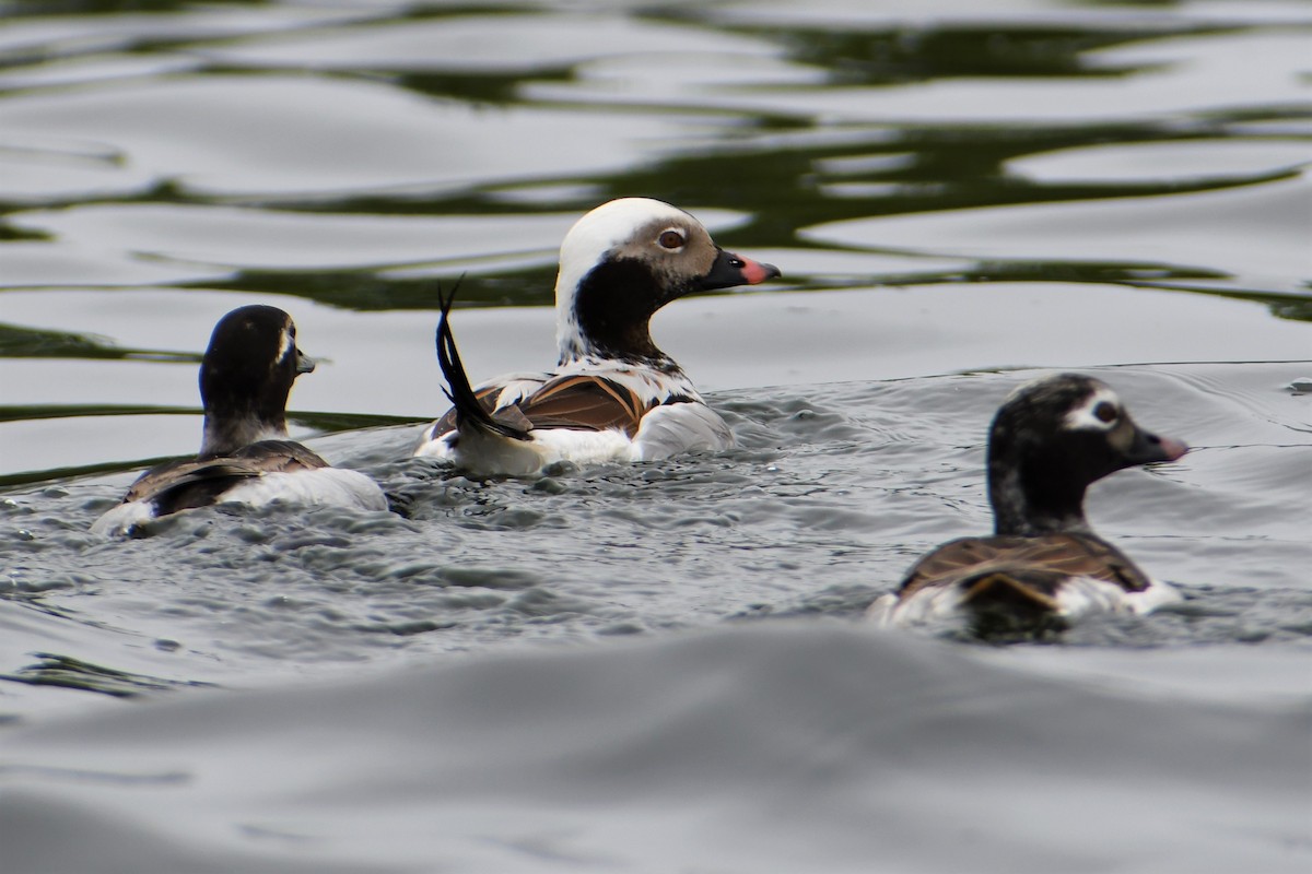 Long-tailed Duck - ML344203341