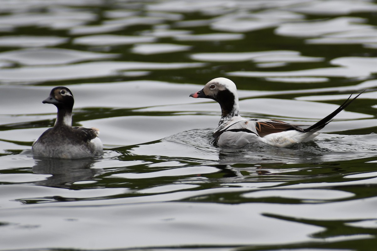 Long-tailed Duck - ML344203461