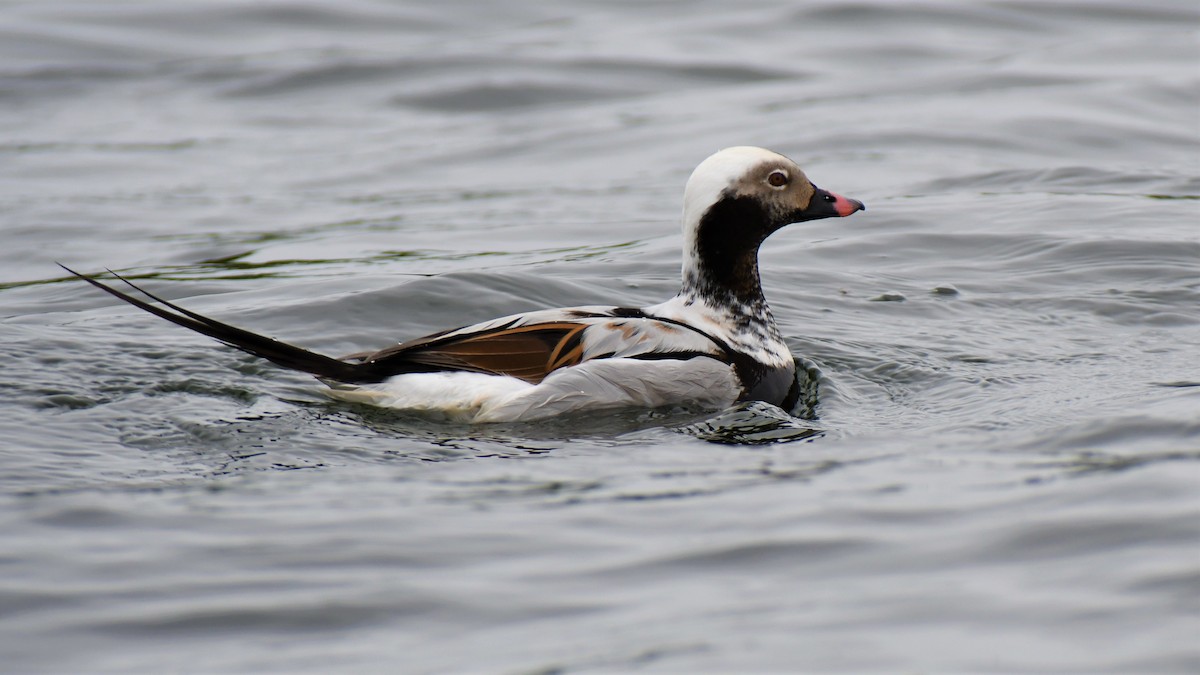 Long-tailed Duck - ML344203531