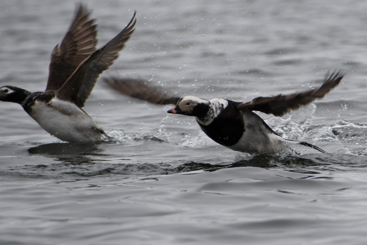 Long-tailed Duck - ML344203551