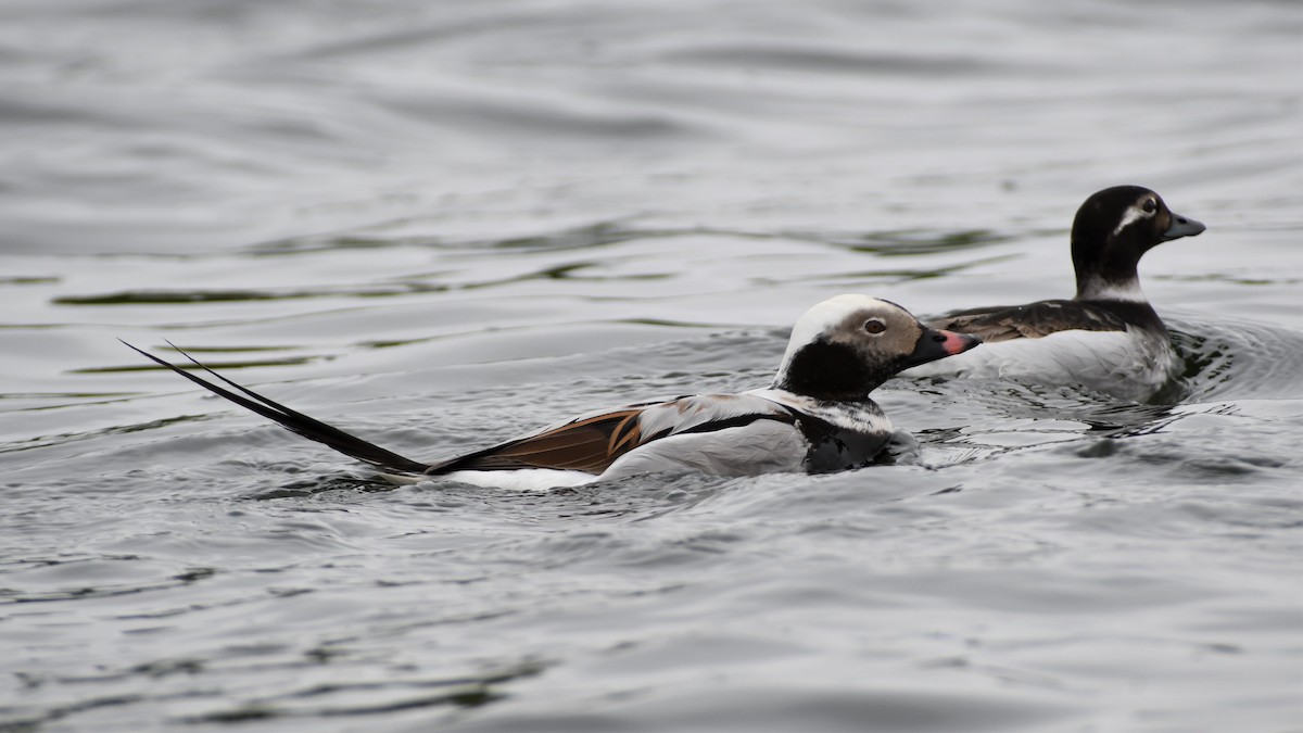 Long-tailed Duck - ML344203601