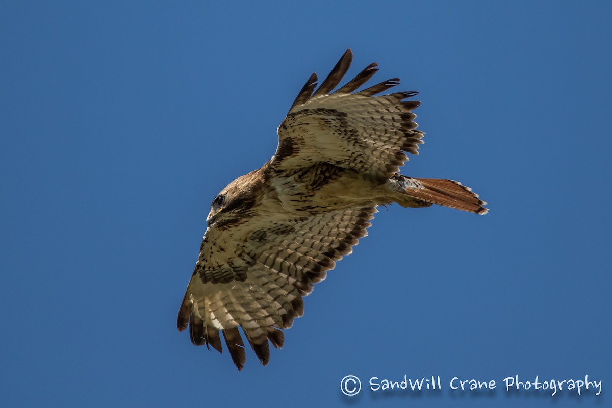 Red-tailed Hawk - Will Sebern