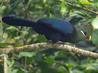  - Yellow-billed Turaco (Verreaux's)
